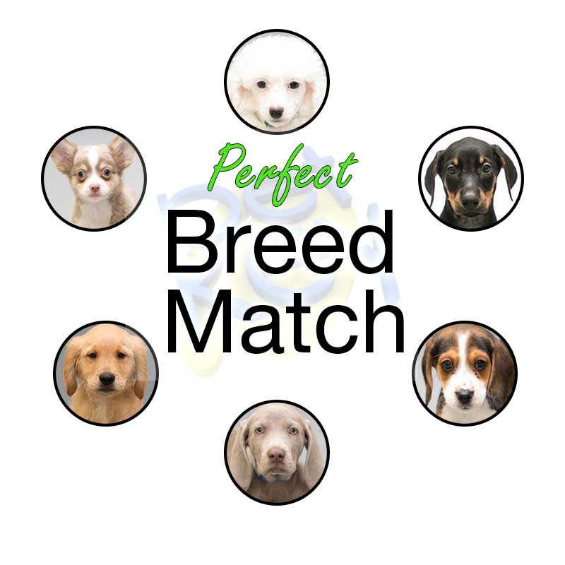 perfect breed match